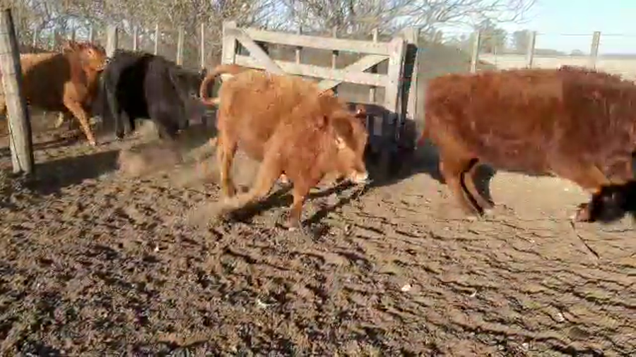 Lote 83 TERNS. HEMBRAS, PEHUAJO, PCIA. DE BS. AS.