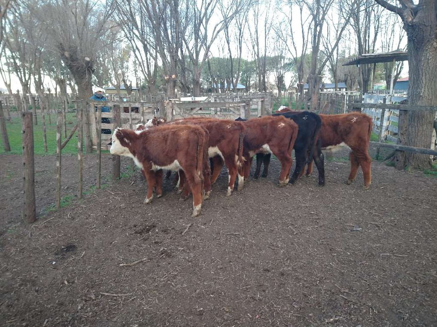 Lote 8 Terneras en Gral. Lamadrid, Buenos Aires