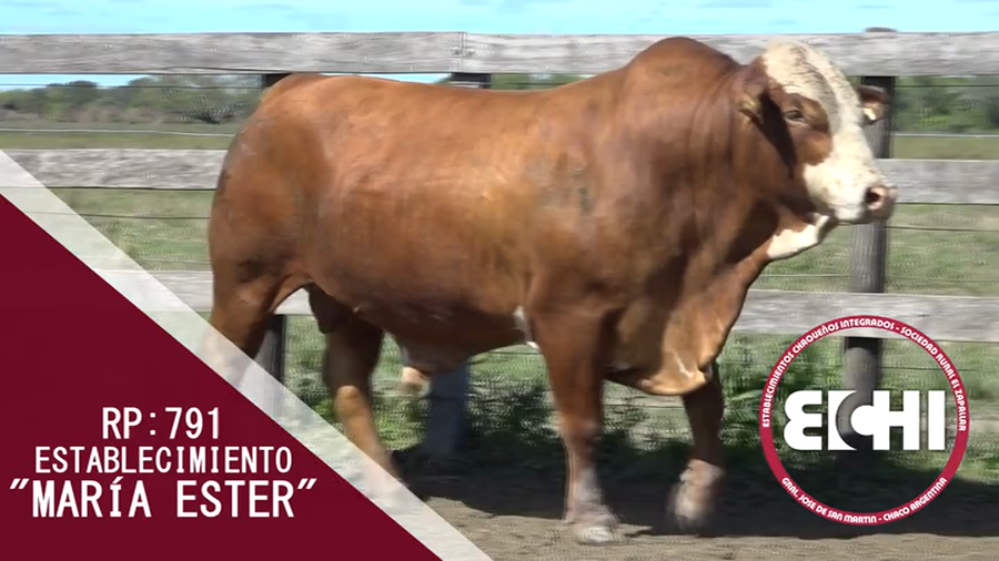 Lote TORO BRAFORD CABAÑA MARIA ESTHER