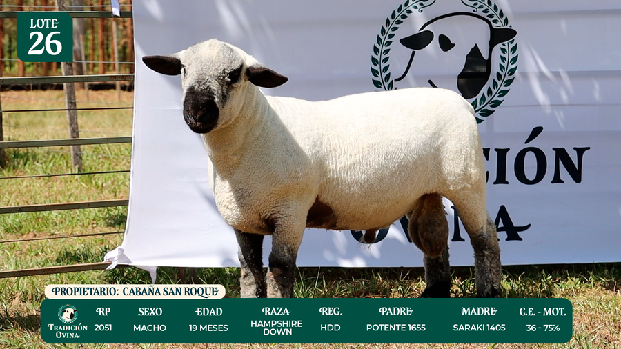Lote LOTE 26
