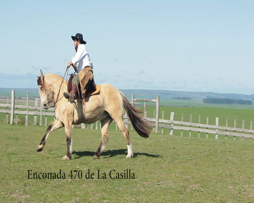 Lote ENCONADA 470 DE LA CASILLA