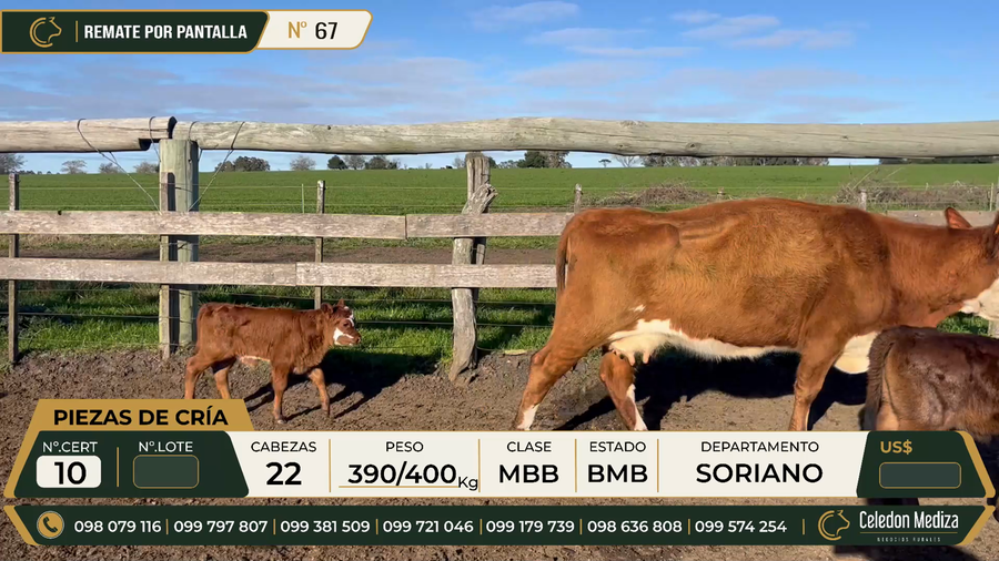 Lote 22 Piezas de cría en Soriano