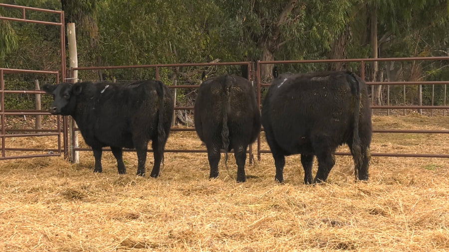 Lote VAQUILLONAS PURAS DE PEDIGREE (c/garantía de preñez o parida)