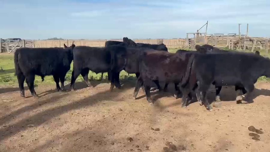Lote 30 Terneros