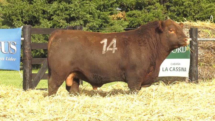 Lote TOROS ANGUS PURO CONTROLADO