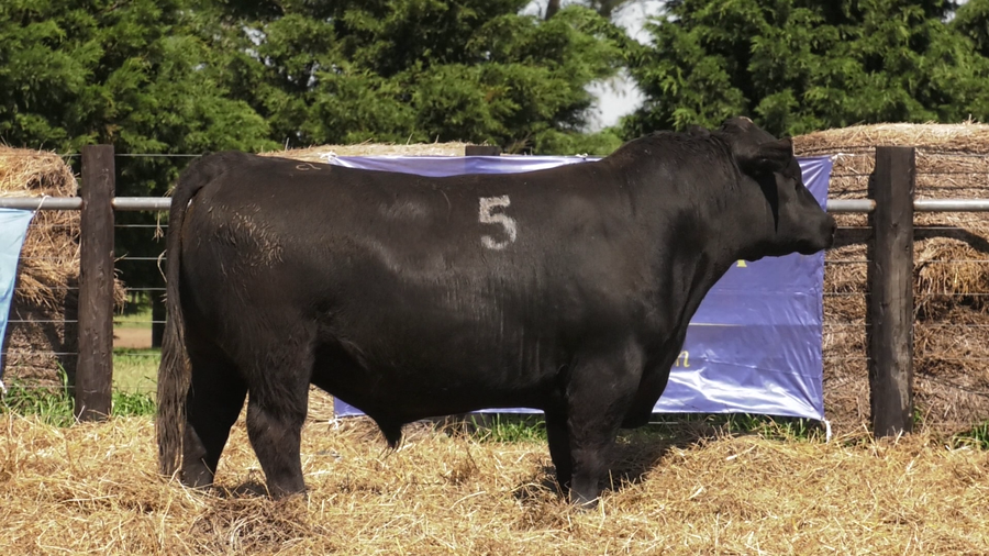 Lote TOROS ANGUS PURO CONTROLADO
