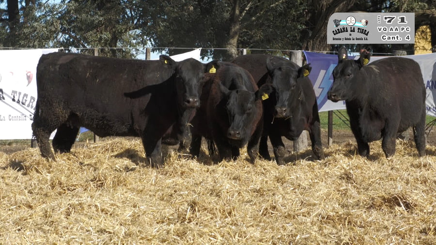 Lote VAQUILLONAS GENERALES PARICION PRIMAVERA