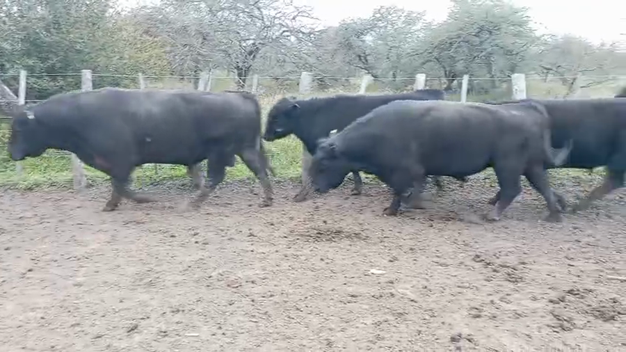 Lote 8 Toros de invernar en Entre Ríos, Federal