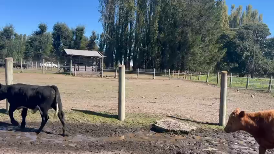 Lote 70 Ternero en Quilleco, VIII Región Biobío