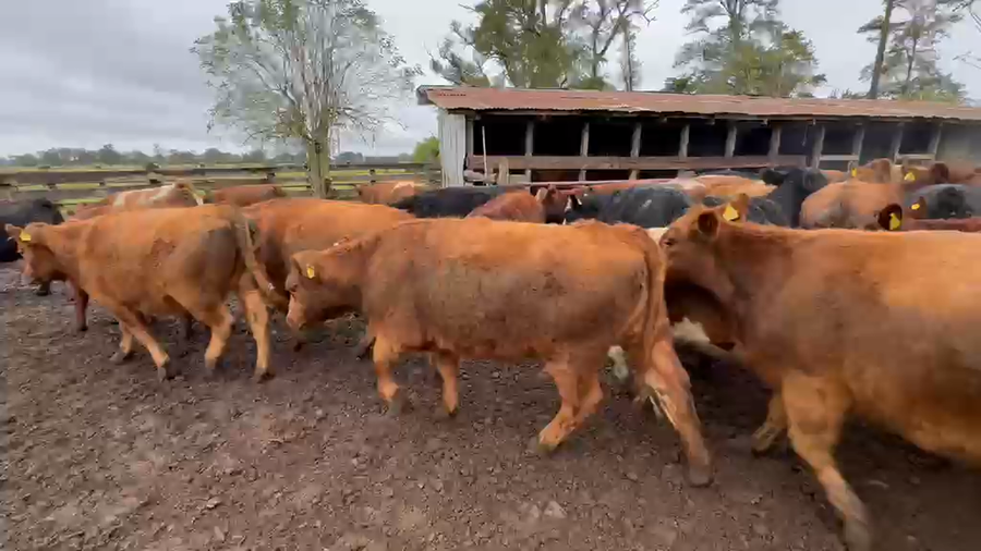 Lote 55 Vaquilla Engorda