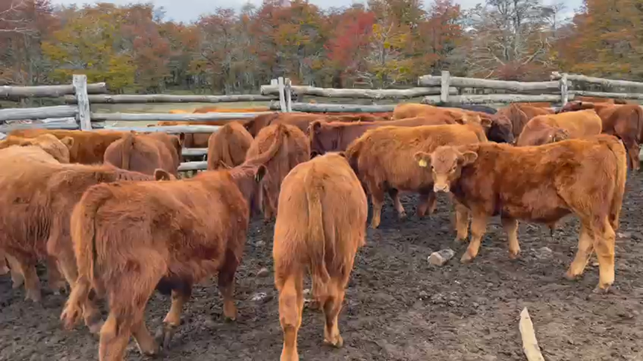 Lote 50 Ternero en Coyhaique, XI Región Aysén