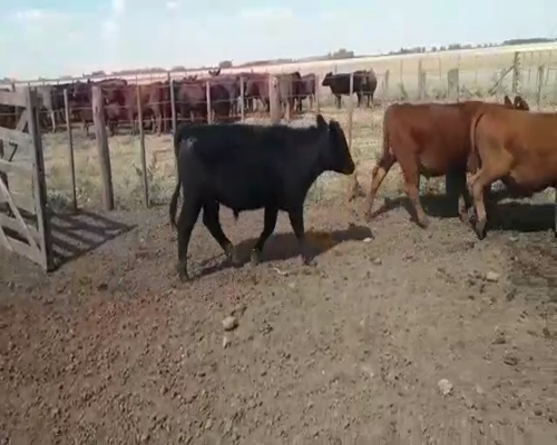 Lote 3 Novillitos en arboledas, Buenos Aires