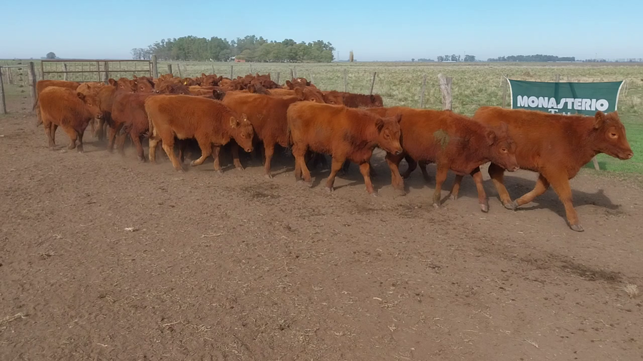 Lote 70 Terneras en Huanguelen
