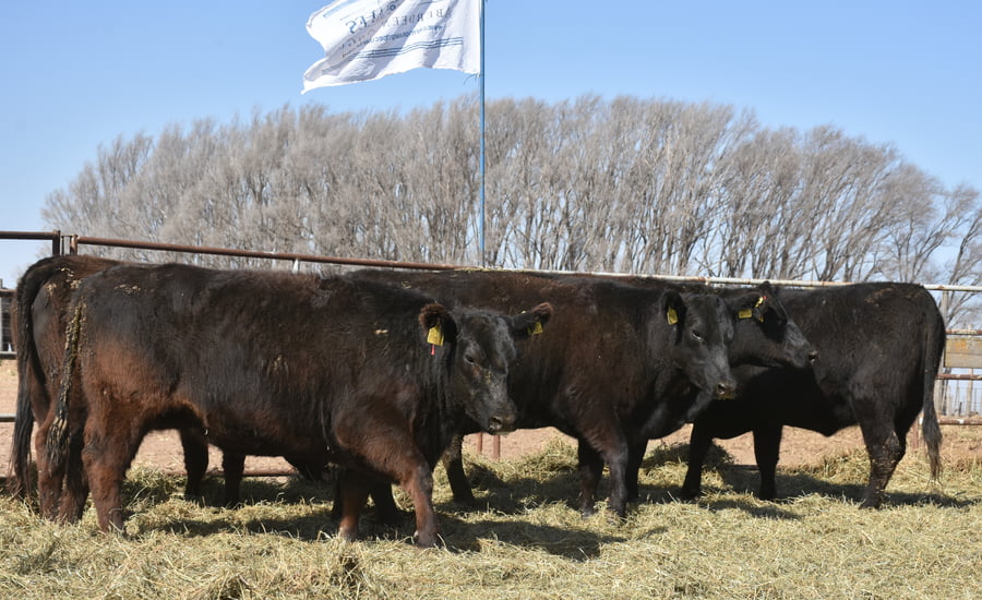 Lote VACAS NUEVAS (Corral 3)