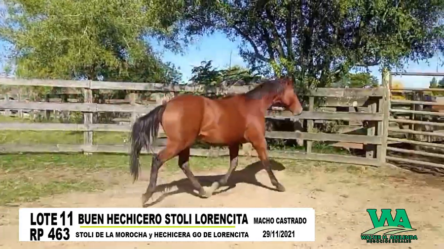 Lote BUEN HECHICERO STOLI LORENCITA