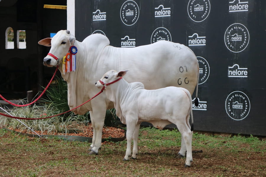 Lote Nelore a Bozal Expo Internacional 2022 RP 66- Lote 19