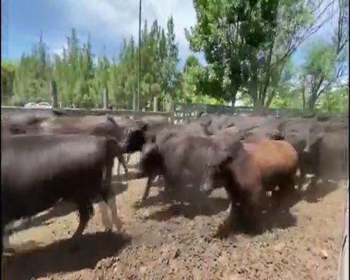 Lote 61 Vaquillonas C/ gtia de preñez en Gualeguaychú, Entre Ríos