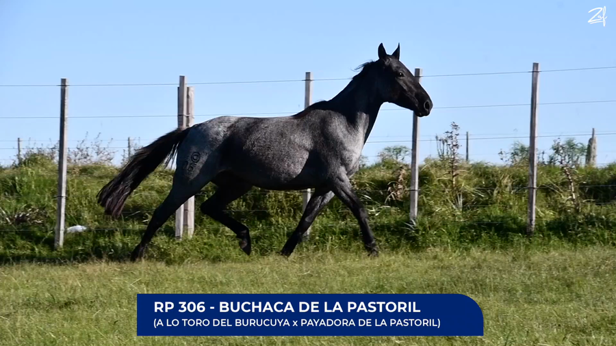 Lote Buchaca de La Pastoril