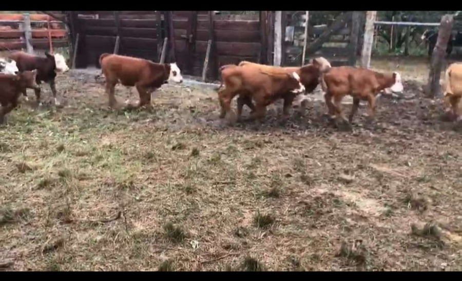 Lote 80 Terneros/as en Victoria, Entre Ríos