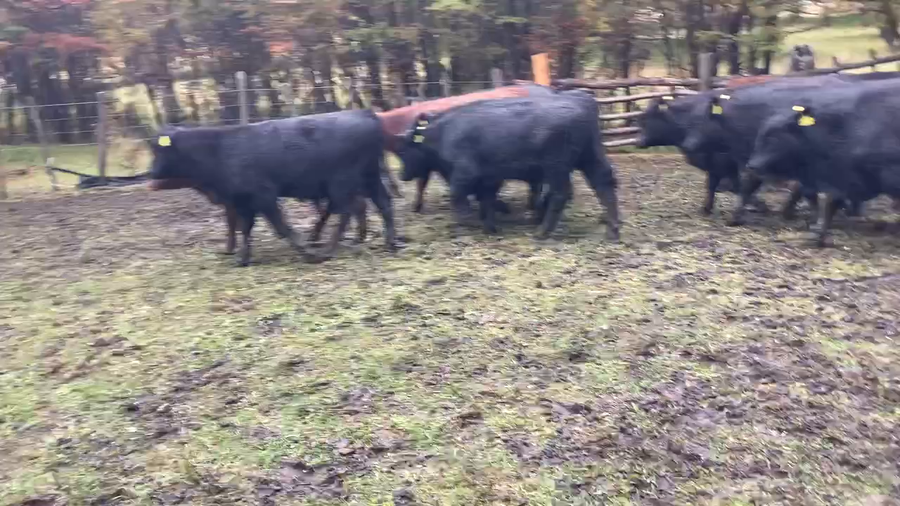 Lote 32 Ternero en Coyhaique, XI Región Aysén