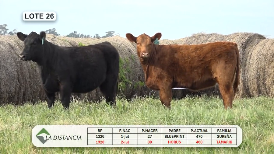 Lote HEMBRAS PEDIGREE