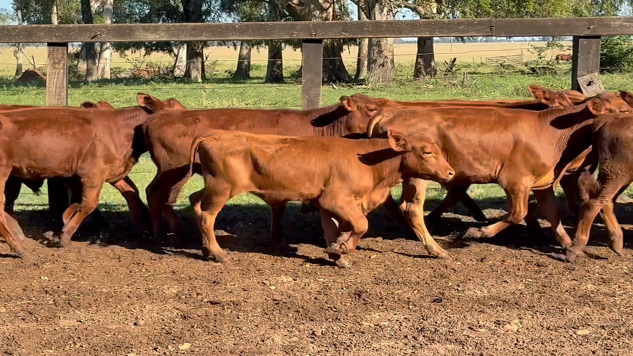 Lote 144 Terneros/as en Corrientes, Alvear