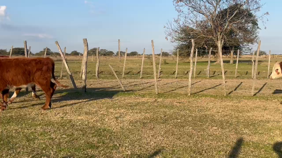 Lote 60 Terneros/as en Corrientes, Curuzu Cuatia