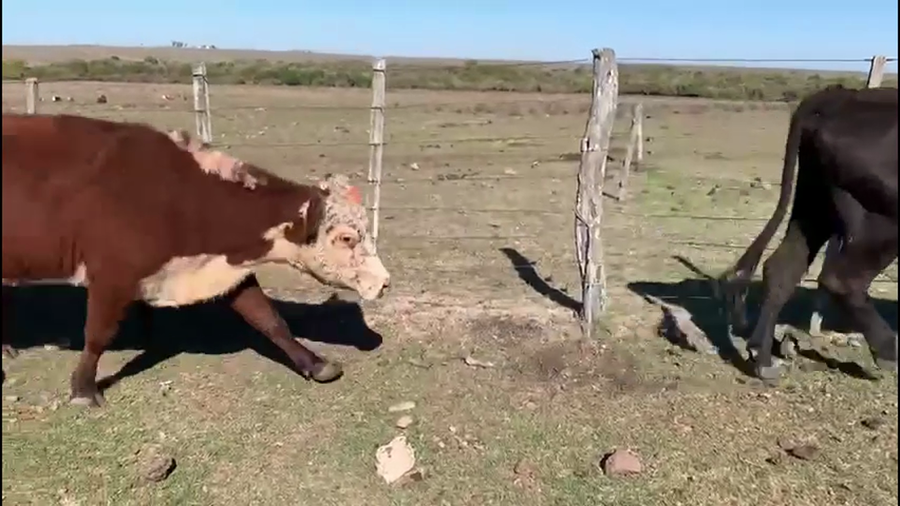 Lote VACAS INVERNADA