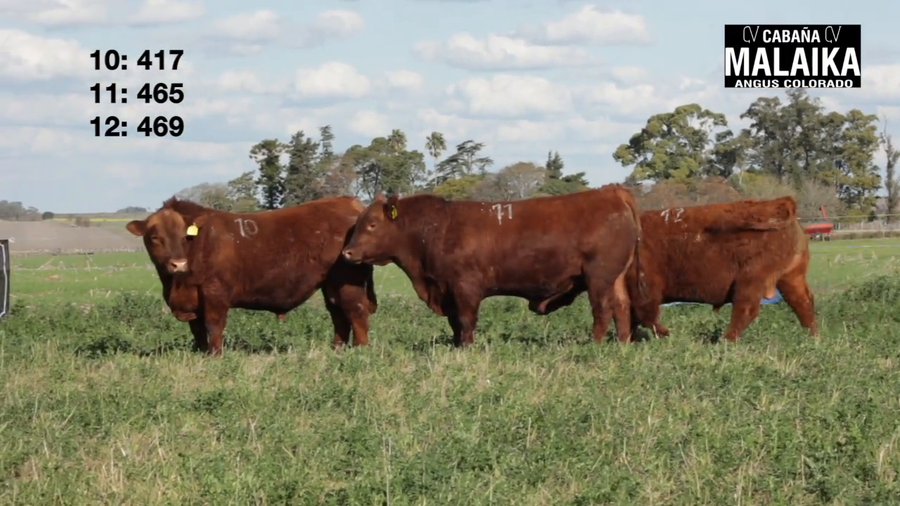 Lote "TORO PURO CONTROLADO ""CABAÑA MALAIKA"""