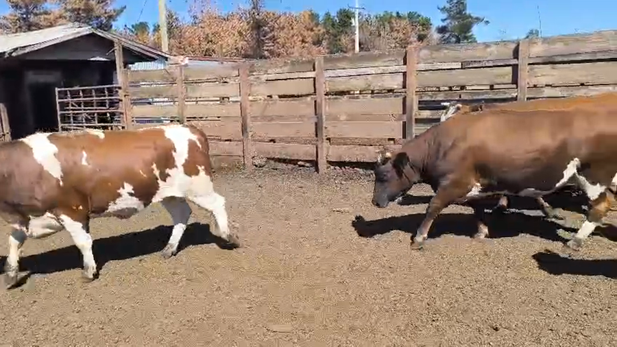 Lote 20 Vaquilla Gorda en Los Ángeles, VIII Región Biobío