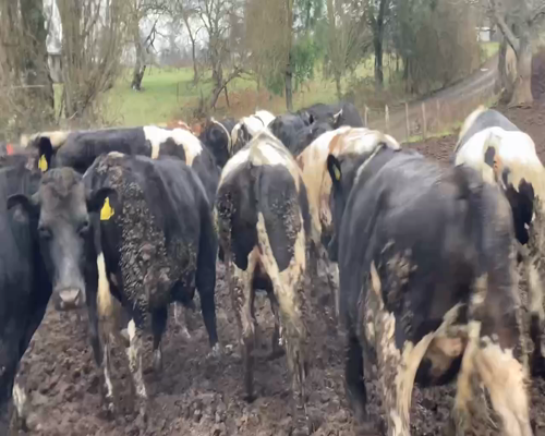 Lote 45 Novillo Gordo en Río Bueno, XIV Región Los Ríos