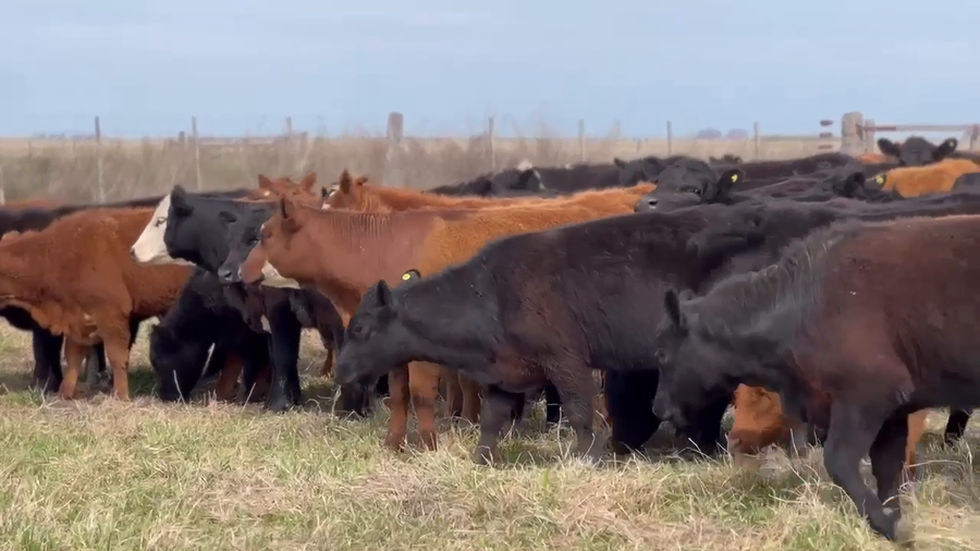Lote 140 Terneras en Buenos Aires, Dolores