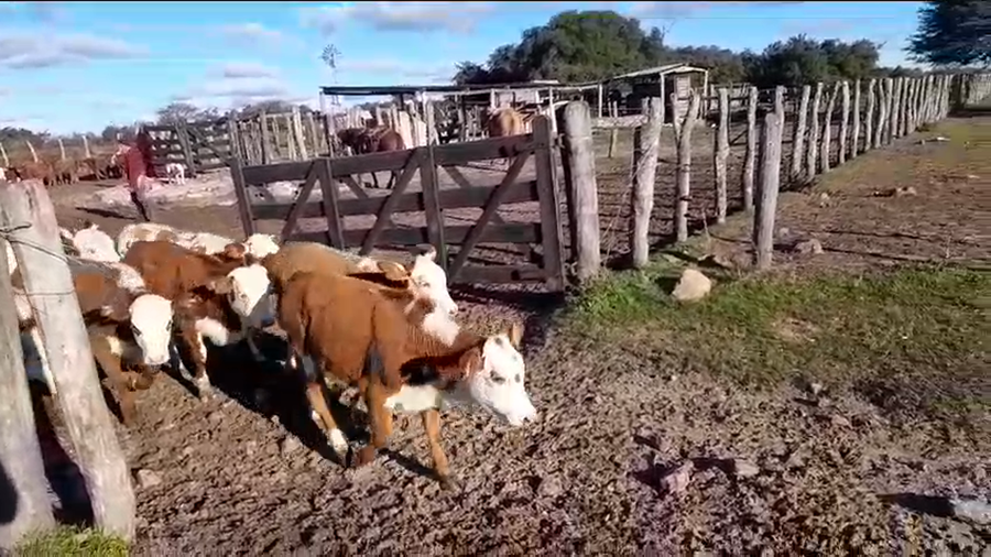 Lote 80 Terneros/as