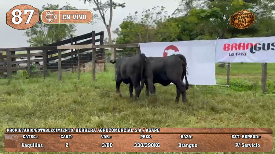 Lote LOTE 87 -EN VIVO