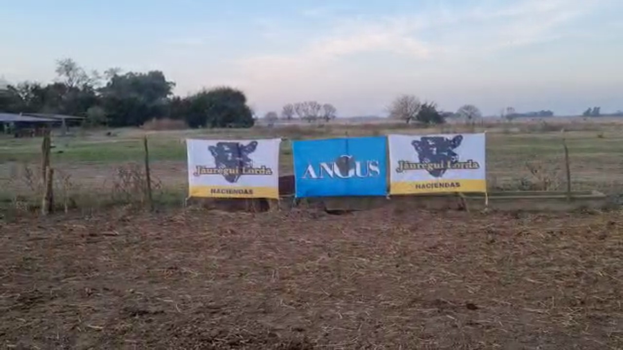 Lote 45 Terneros en La Plata, Buenos Aires