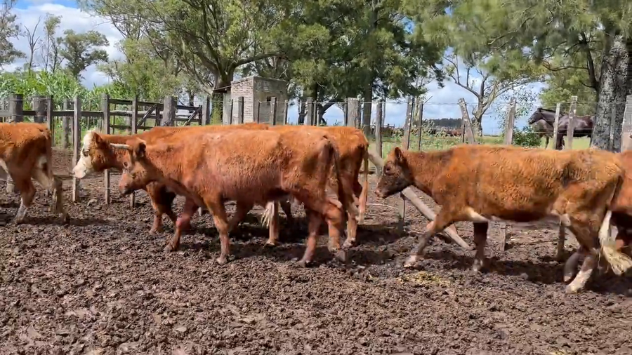 Lote Vacas de Invernada