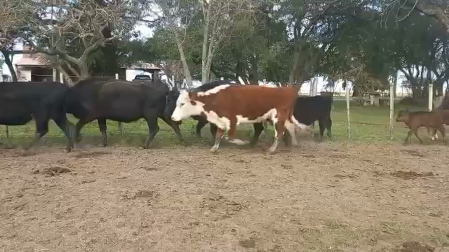 Lote Piezas de Cría