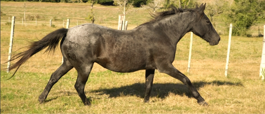 Lote ESTRIBERA LA INVERNADA