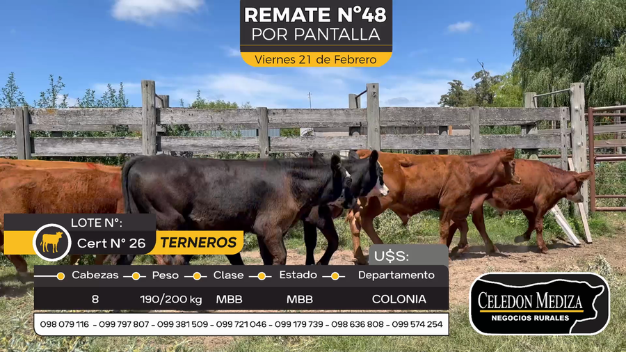Lote 8 terneros en Otra Localidad, Colonia