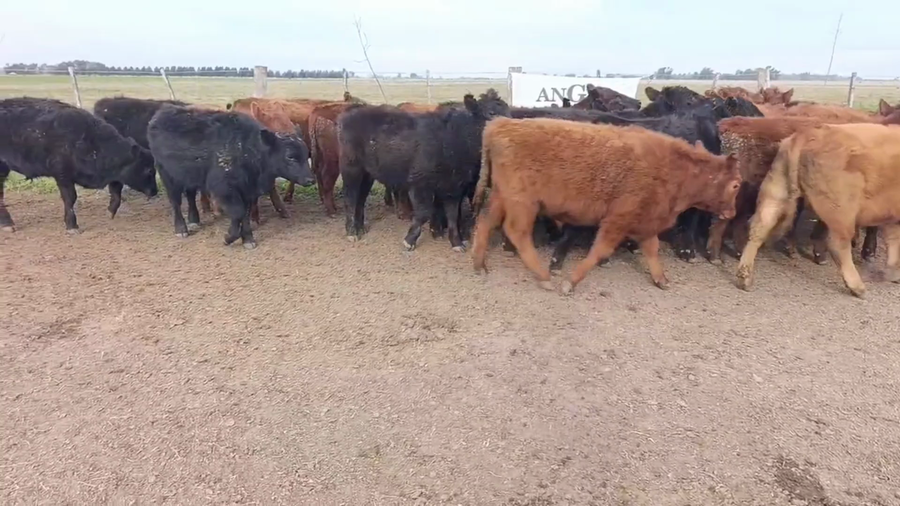 Lote 25 Terneros