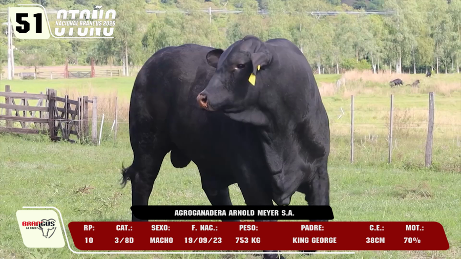 Lote LOTE 51 -DE CAMPO