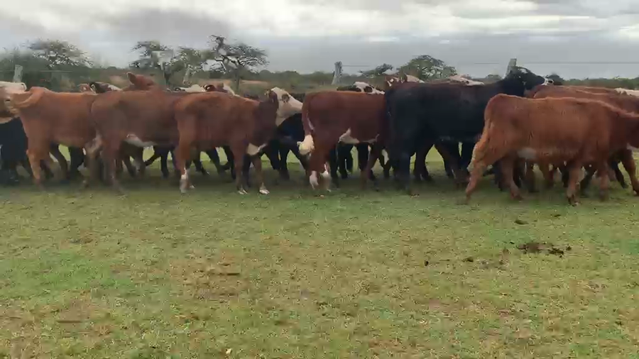 Lote 70 Terneras y vaquillas en Corrientes, Mercedes