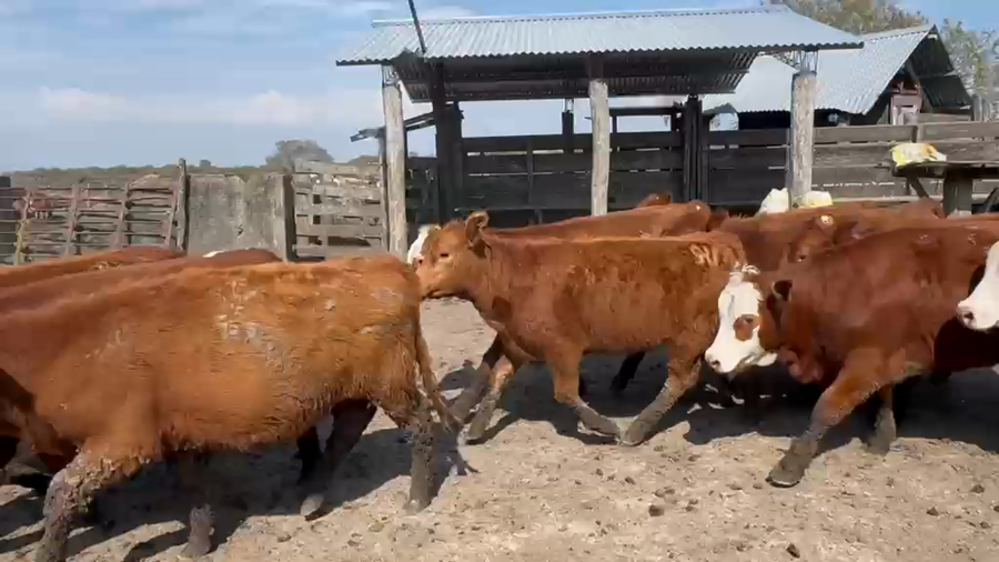 Lote 75 Terneras en Entre Ríos, San Jaime