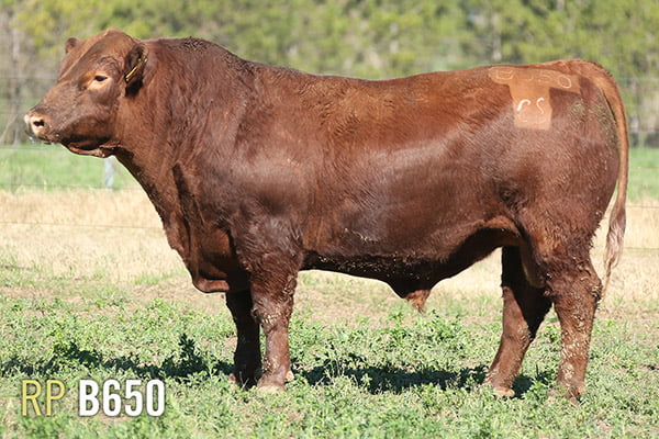 Lote 3 TOROS PUROS DE PEDIGREE