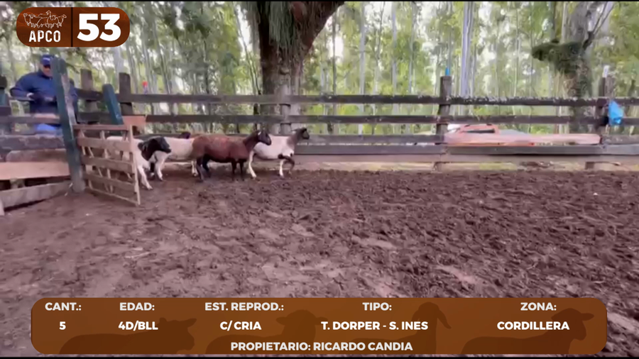 Lote LOTE 53 -POR PANTALLA
