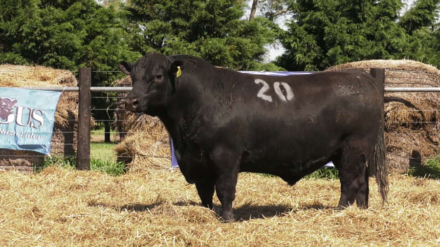 Lote TOROS ANGUS PURO CONTROLADO