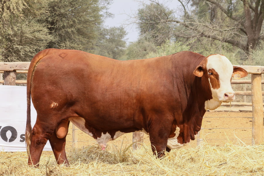 Lote LOTE 25