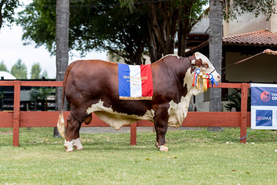 Lote Reproductores Altohondo - Lote 35 -  Gran Campeón Nacional Braford 2021