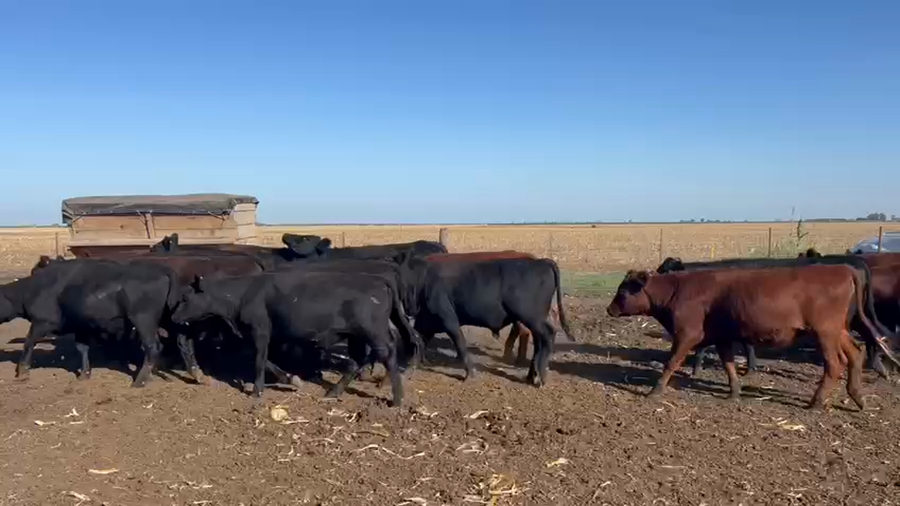 Lote 100 Novillitos y vaquillonas