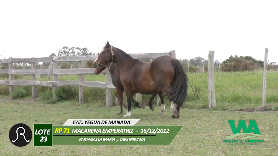 Lote MACARENA EMPERATRIZ